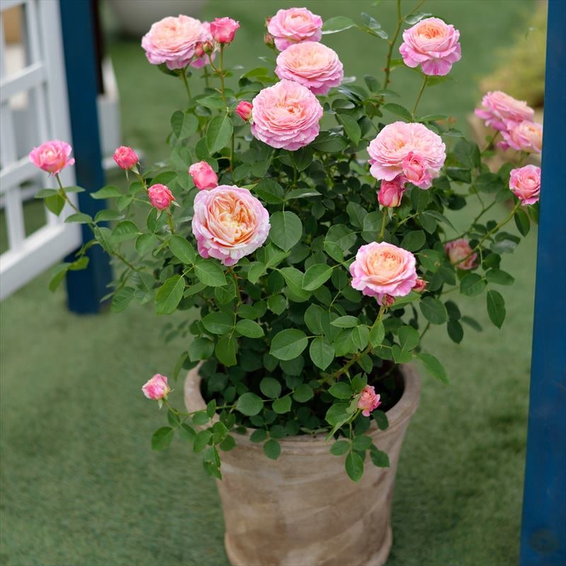 バラ苗 バラ挿し木苗 クロードモネ バラ苗 鉢植え6寸 2025