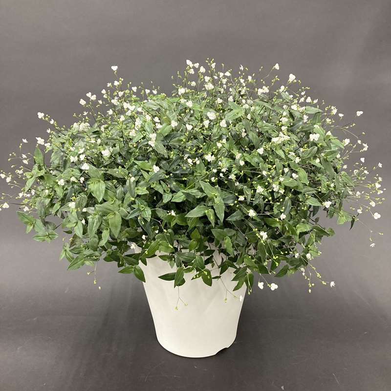 母の日ギフト22 ブライダルベール7号 すぐに使える5 Offクーポン利用可 特集 母の日 赤塚植物園オンライン 花の音