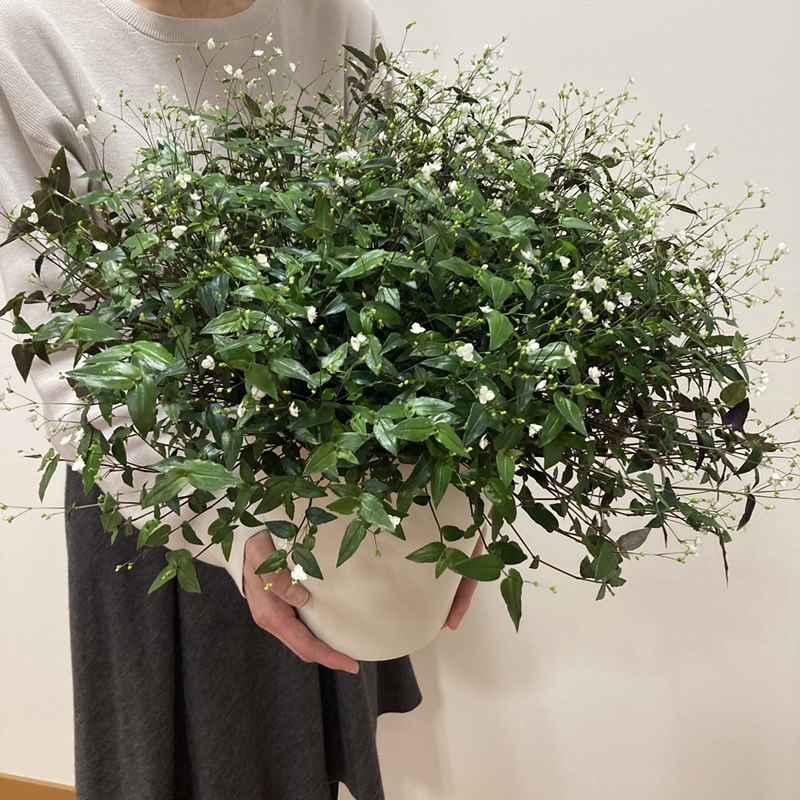 母の日ギフト22 ブライダルベール7号 すぐに使える5 Offクーポン利用可 特集 母の日 赤塚植物園オンライン 花の音