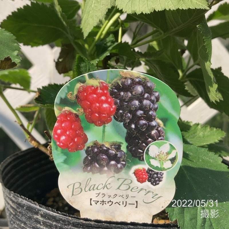 ボイセンベリー　抜き苗 ボイセンベリー 抜き苗 ボイセンベリー 抜き苗 boysenberrysum01.jpg