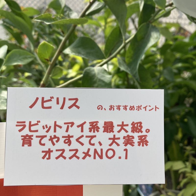 ブルーベリー ラビットアイ系 ノビリス 4.5～5号｜果樹04-PA | 果樹