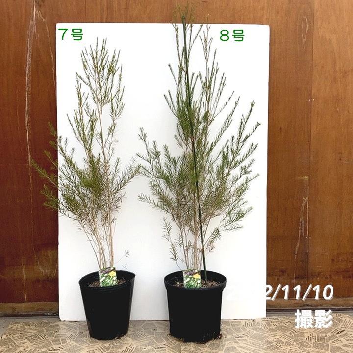 メディカルティーツリー 株立ち