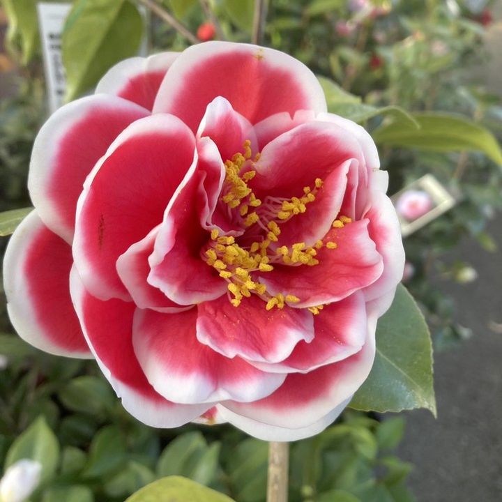 椿 ツバキ 4号 タマグリッターズ［こだわりの前田ナーセリー苗］｜花木