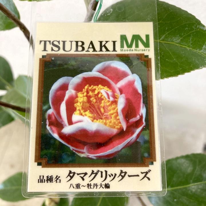 椿 ツバキ 4号 タマグリッターズ［こだわりの前田ナーセリー苗］｜花木