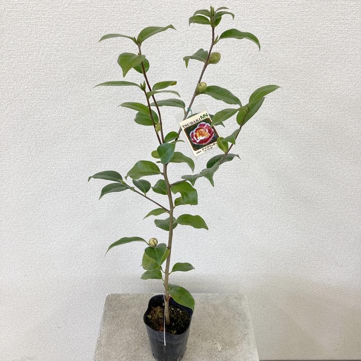 椿 ツバキ 4号 タマグリッターズ［こだわりの前田ナーセリー苗］｜花木