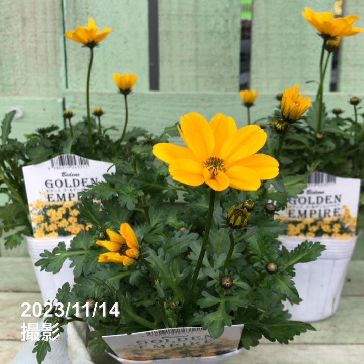 ビデンス ゴールデンエンパイア 3.5号×3株セット｜草花04-PA | 草花