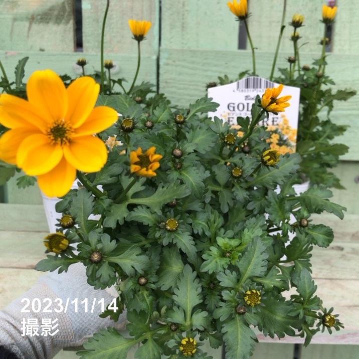 ビデンス ゴールデンエンパイア 3.5号×3株セット｜草花04-PA | 草花