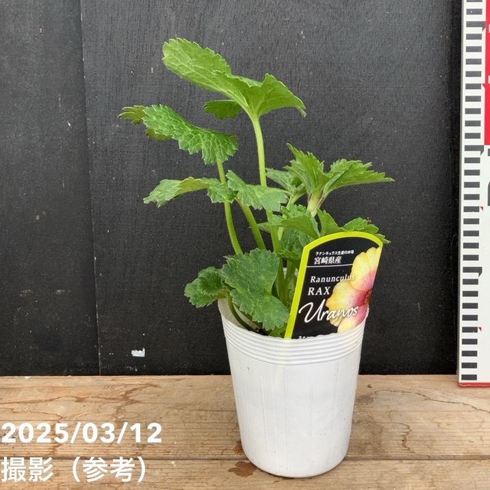 ラナンキュラス ラックスシリーズ 3.5～4号 ウラノス｜草花04-PA