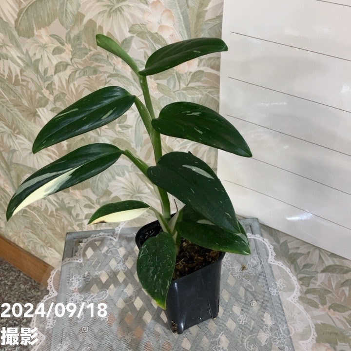 モンステラ Rare Monstera Deliciosa Sphinx Mint Limited from Thailand on Sale