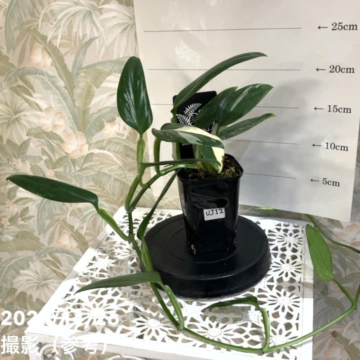 現品お届け】モンステラ スタンデリアナ バリエガータ Monstera