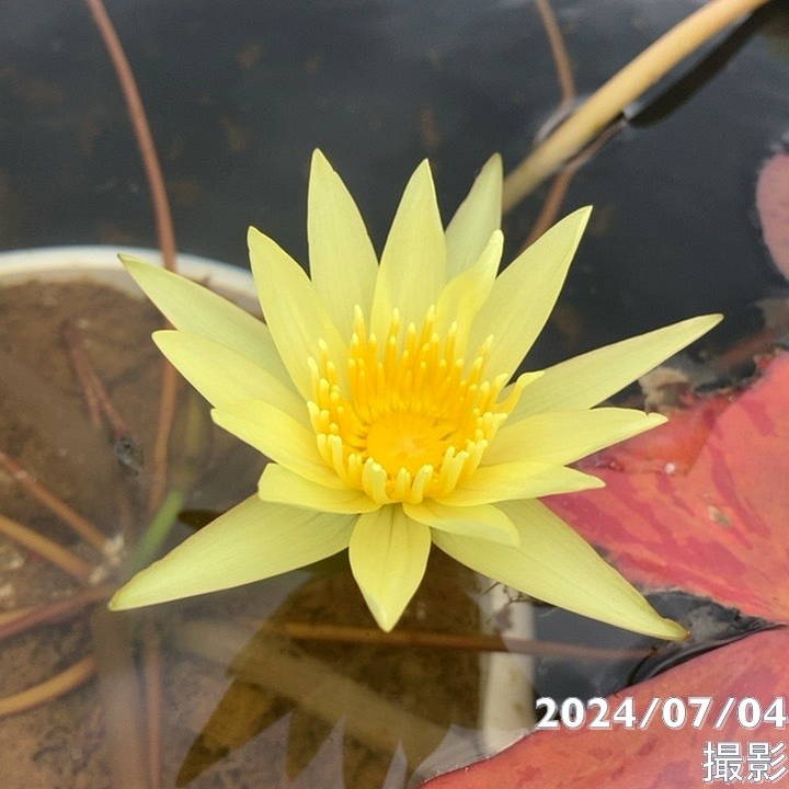 熱帯スイレン 7号 サンシャイン｜草花01-D1 | 赤塚植物園自社農場,熱帯