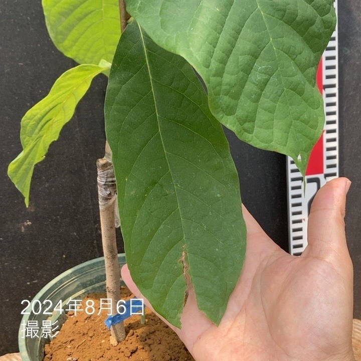 きんぐぽー様 国民的人気漫画『キン肉マン』より 悪魔超人“ブラックホール”と正義