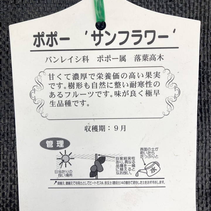 ポポー サンフラワー 6号｜果樹04-PA | 果樹,[珍しい果樹] | 赤塚