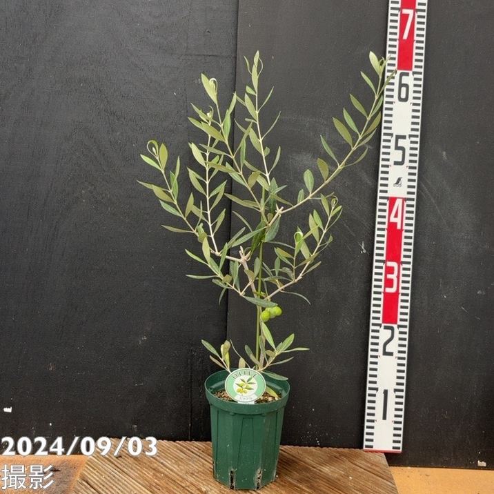 実付き＞オリーブ 4号 ピクアル｜果樹04-PA | 果樹 | 赤塚植物園