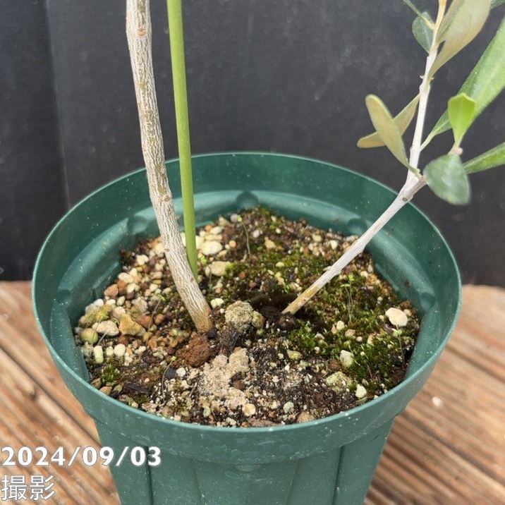 実付き＞オリーブ 4号 ピクアル｜果樹04-PA | 果樹 | 赤塚植物園