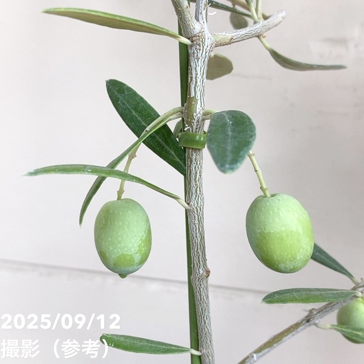 実付き＞オリーブ 4号 ピクアル｜果樹04-PA | 果樹 | 赤塚植物園