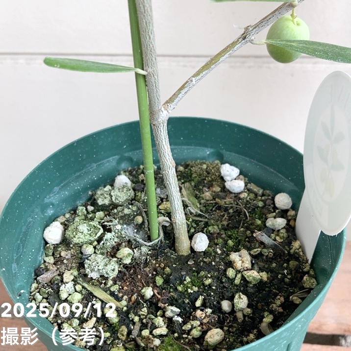 実付き＞オリーブ 4号 ピクアル｜果樹04-PA | 果樹 | 赤塚植物園