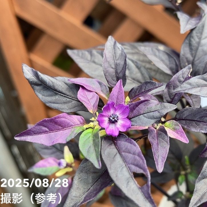 斑入りゴシキトウガラシ パープルフラッシュ 2.5~3号 4鉢セット|草花04-PA