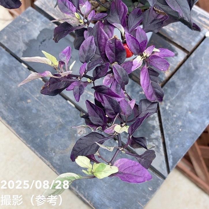 斑入りゴシキトウガラシ パープルフラッシュ 2.5~3号 4鉢セット|草花04-PA