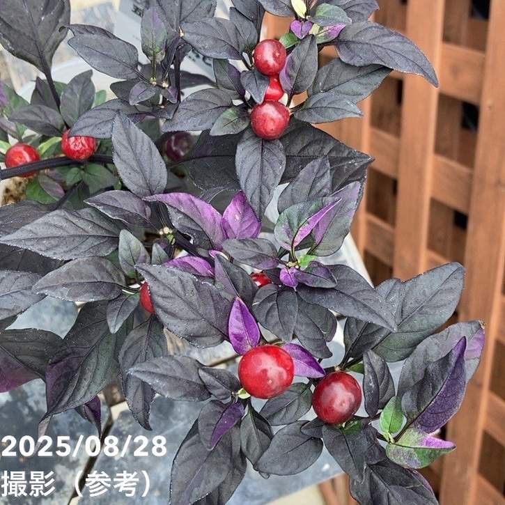 斑入りゴシキトウガラシ パープルフラッシュ 2.5~3号 4鉢セット|草花04-PA