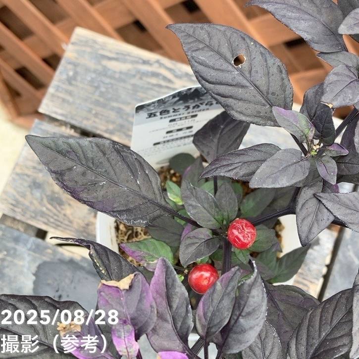 斑入りゴシキトウガラシ パープルフラッシュ 2.5~3号 4鉢セット|草花04-PA