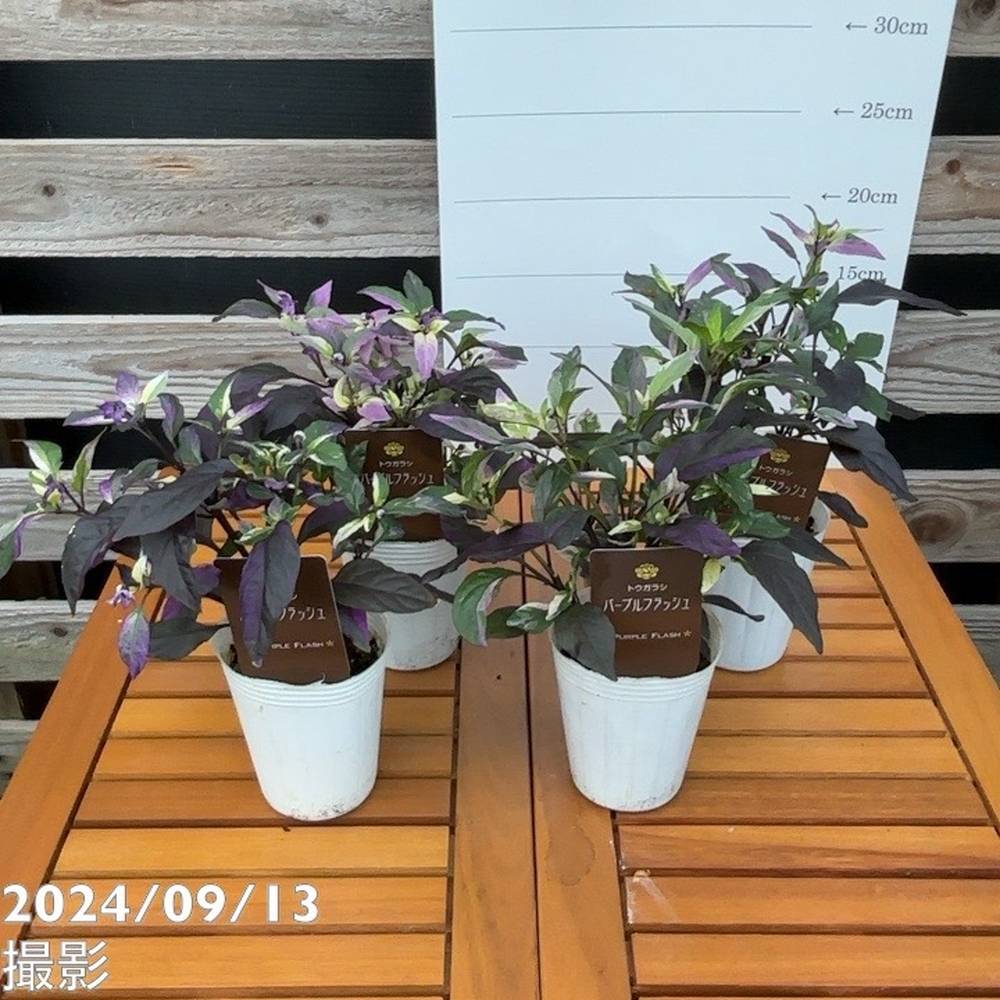 斑入りゴシキトウガラシ パープルフラッシュ 2.5~3号 4鉢セット|草花04-PA