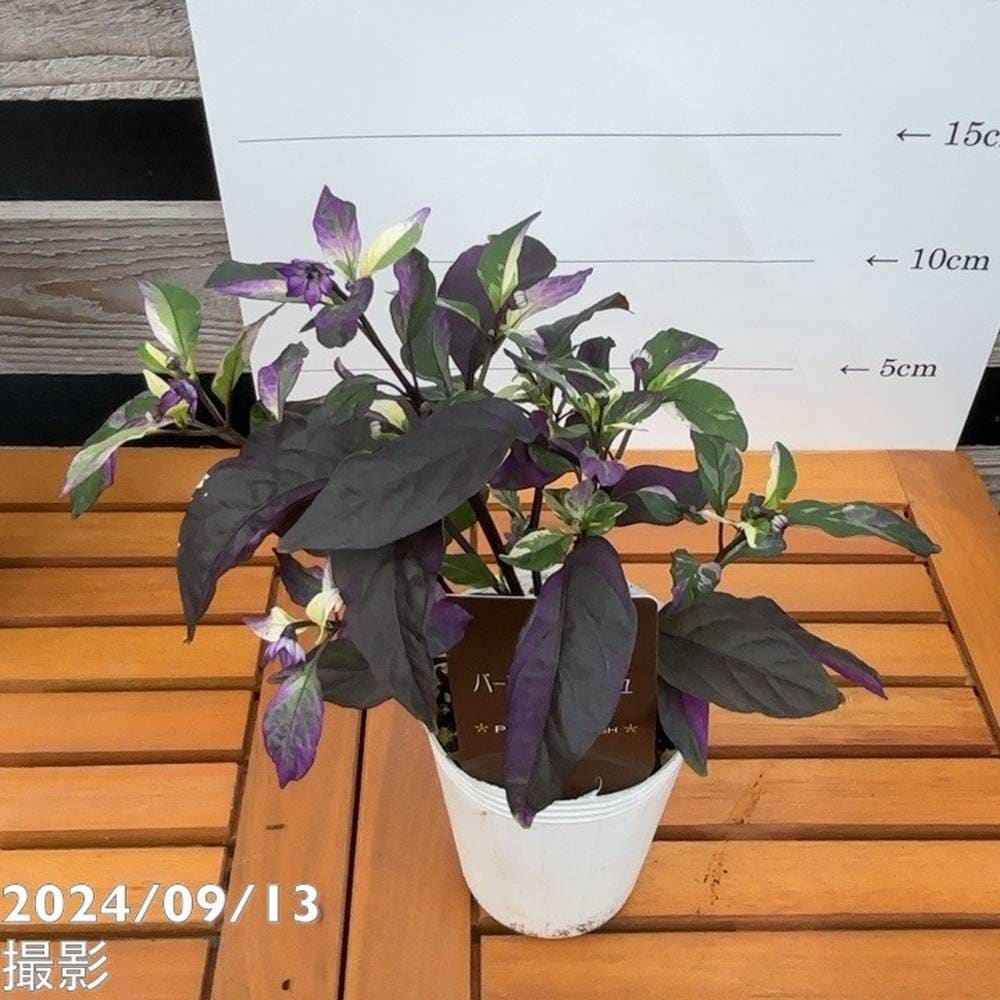 斑入りゴシキトウガラシ パープルフラッシュ 2.5~3号 4鉢セット|草花04-PA