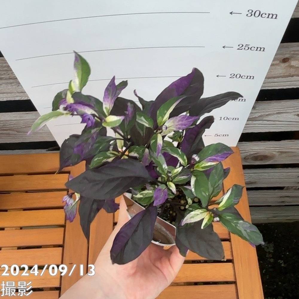 斑入りゴシキトウガラシ パープルフラッシュ 2.5~3号 4鉢セット|草花04-PA