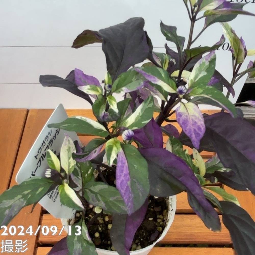 斑入りゴシキトウガラシ パープルフラッシュ 2.5~3号 4鉢セット|草花04-PA