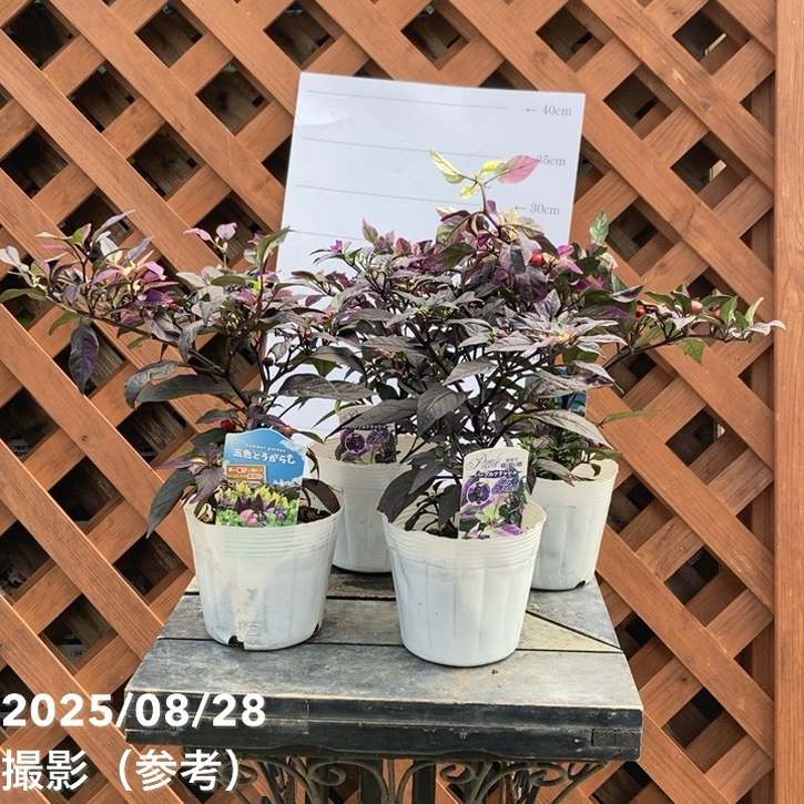 斑入りゴシキトウガラシ パープルフラッシュ 2.5~3号 4鉢セット|草花04-PA