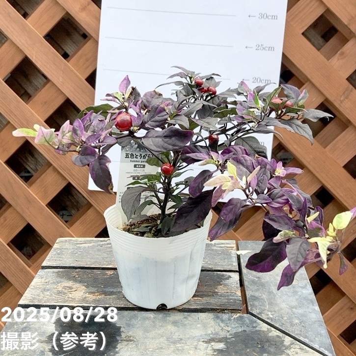 斑入りゴシキトウガラシ パープルフラッシュ 2.5~3号 4鉢セット|草花04-PA