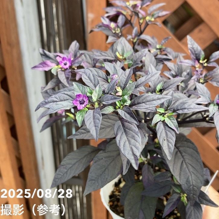 斑入りゴシキトウガラシ パープルフラッシュ 2.5~3号 4鉢セット|草花04-PA