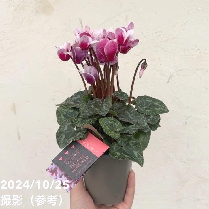 ガーデンシクラメン ゴブレット ワインレッド GOBLET WINE RED 3号×3株