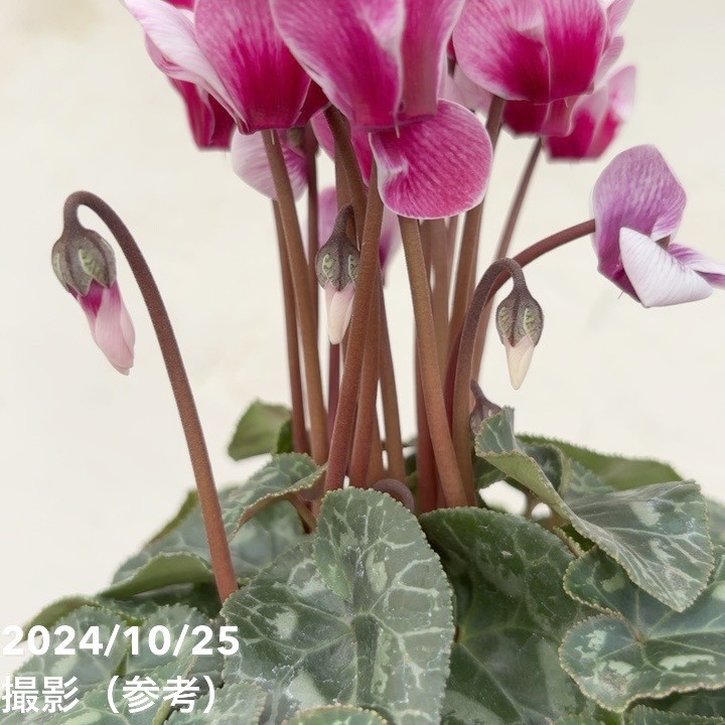 ガーデンシクラメン ゴブレット ワインレッド GOBLET WINE RED 3号×3株