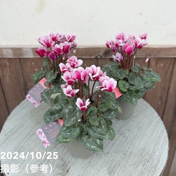 ガーデンシクラメン ゴブレット ワインレッド GOBLET WINE RED 3号×3株