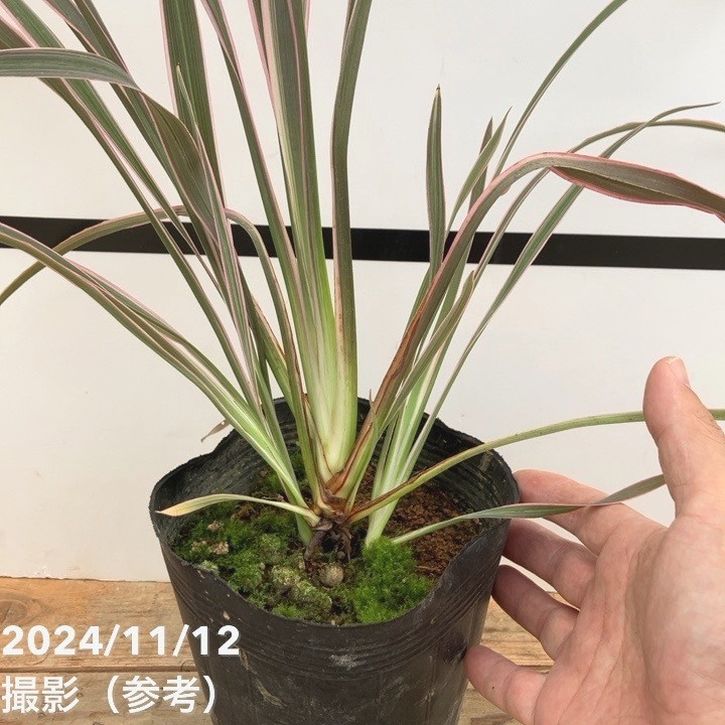 ニューサイラン ピンクストライプ 5号｜草花10-TU | 草花