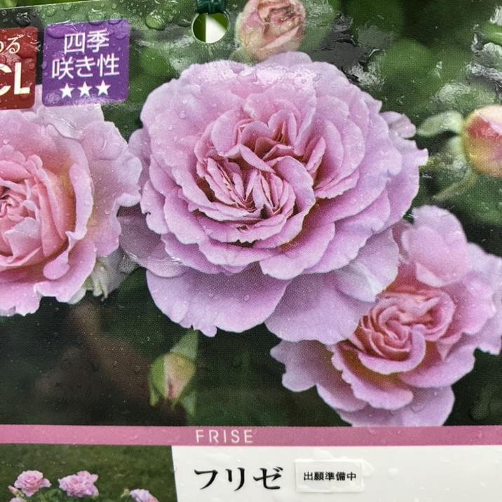 バラ新苗 フリゼ 4号 Dorieux｜花木04-PA | 花木・庭木,バラ | 赤塚