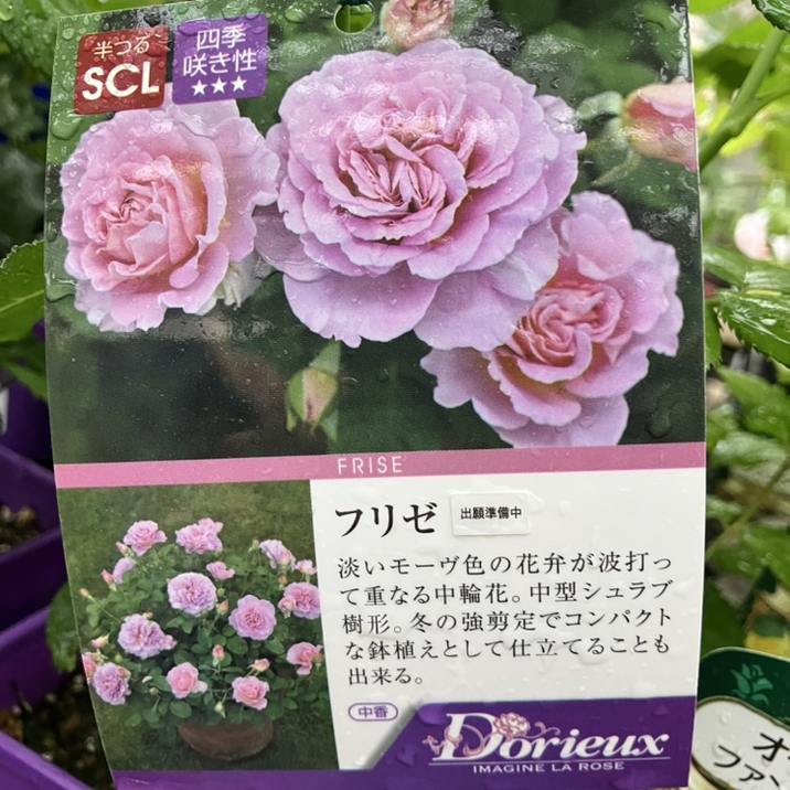 バラ新苗 フリゼ 4号 Dorieux｜花木04-PA | 花木・庭木,バラ | 赤塚