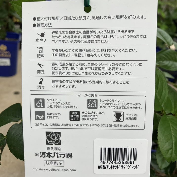 suページ　バラの苗 chouchou.jpg