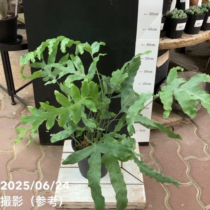 観葉植物 ブルースター 　　9月24日に撮った写真を5枚目から追加しました！ フレボディウム ブルースター 5号｜観葉04-PA | 観葉・多肉 | 赤塚
