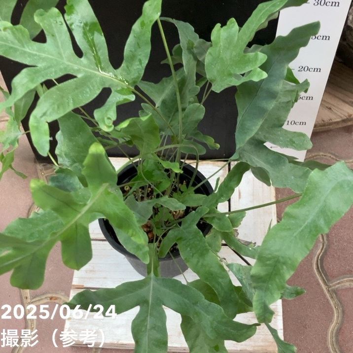 観葉植物 ブルースター 　　9月24日に撮った写真を5枚目から追加しました！ フレボディウム ブルースター 5号｜観葉04-PA | 観葉・多肉 | 赤塚