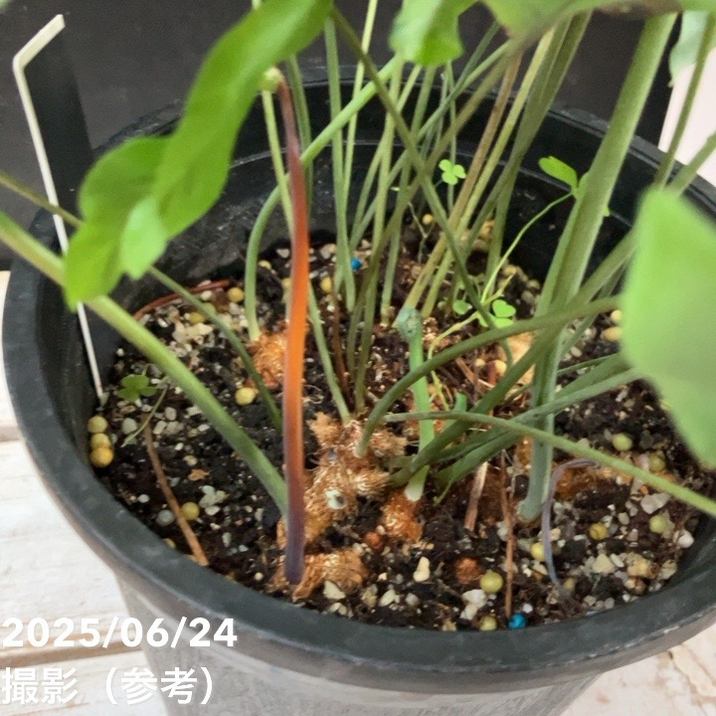 観葉植物 ブルースター 　　9月24日に撮った写真を5枚目から追加しました！ フレボディウム ブルースター 5号｜観葉04-PA | 観葉・多肉 | 赤塚