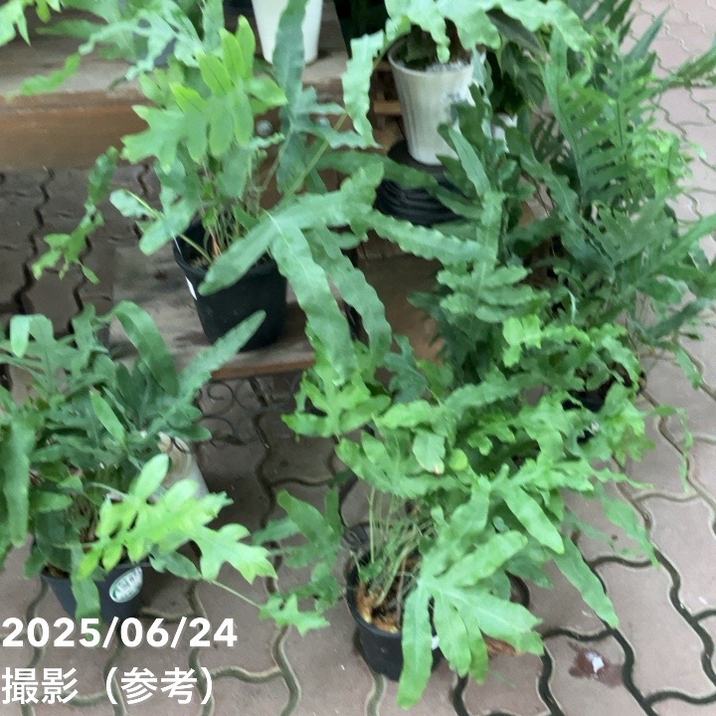 観葉植物 ブルースター 　　9月24日に撮った写真を5枚目から追加しました！ フレボディウム ブルースター 5号｜観葉04-PA | 観葉・多肉 | 赤塚