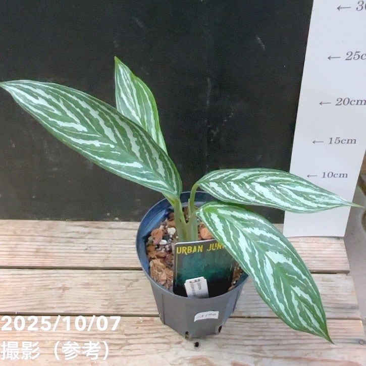 現品お届け】アグラオネマ ニティドゥム カーティシー Aglaonema
