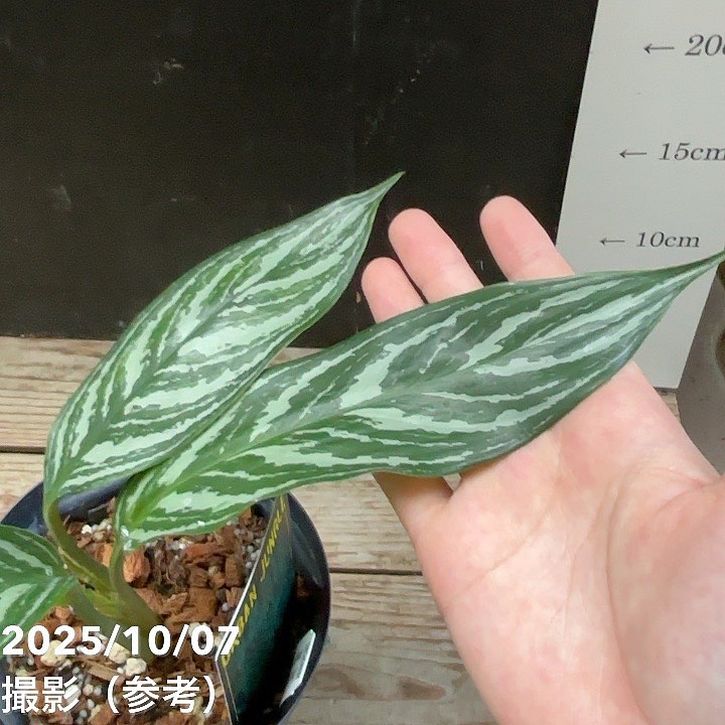 ARTEC ニコライカネッティデザイン ステファノリッチ ネクタイ シルク ジャカード ブルー ドット