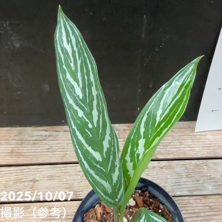 現品お届け】アグラオネマ ニティドゥム カーティシー Aglaonema