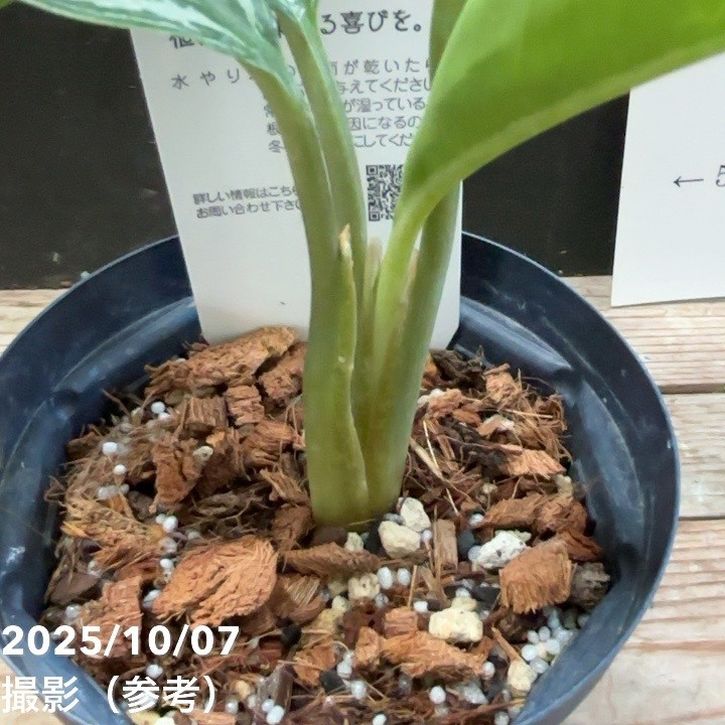 現品お届け】アグラオネマ ニティドゥム カーティシー Aglaonema