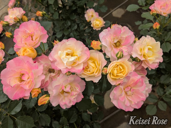 【NEW】バラ大苗 シトリン・ルージュ 4.5号ロングポット 京成バラ園芸|花木04-PA