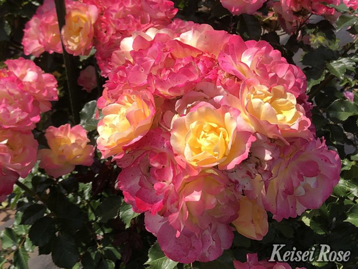 【NEW】バラ大苗 シトリン・ルージュ 4.5号ロングポット 京成バラ園芸|花木04-PA