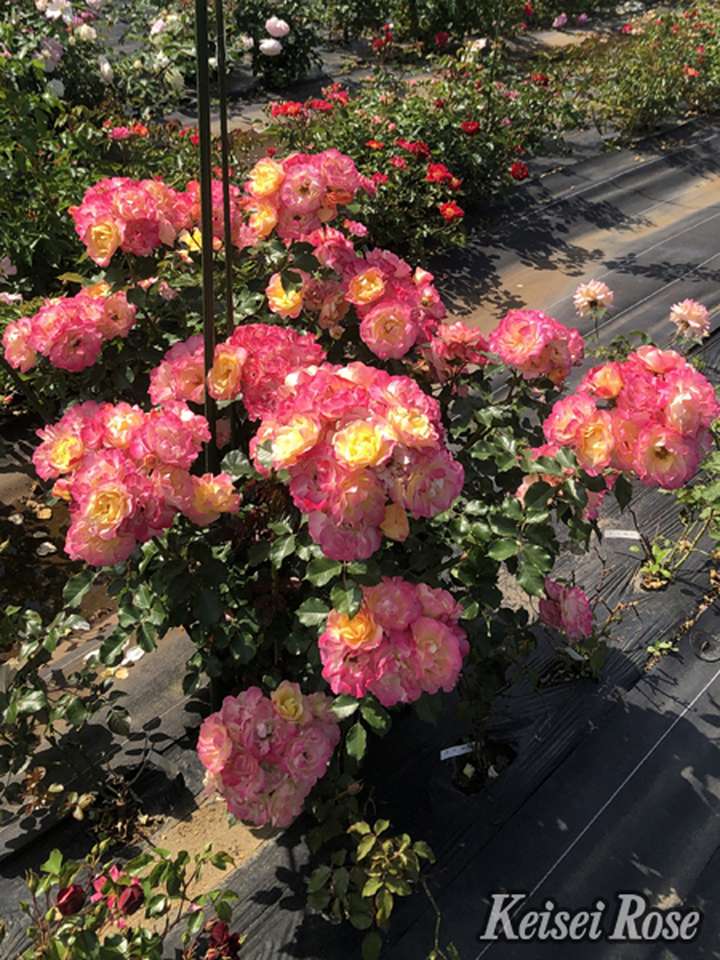 【NEW】バラ大苗 シトリン・ルージュ 4.5号ロングポット 京成バラ園芸|花木04-PA